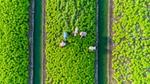 An aerial view of a vibrant green field with neatly organised rows of crops, separated by irrigation channels. Several workers wearing hats are harvesting the crops.