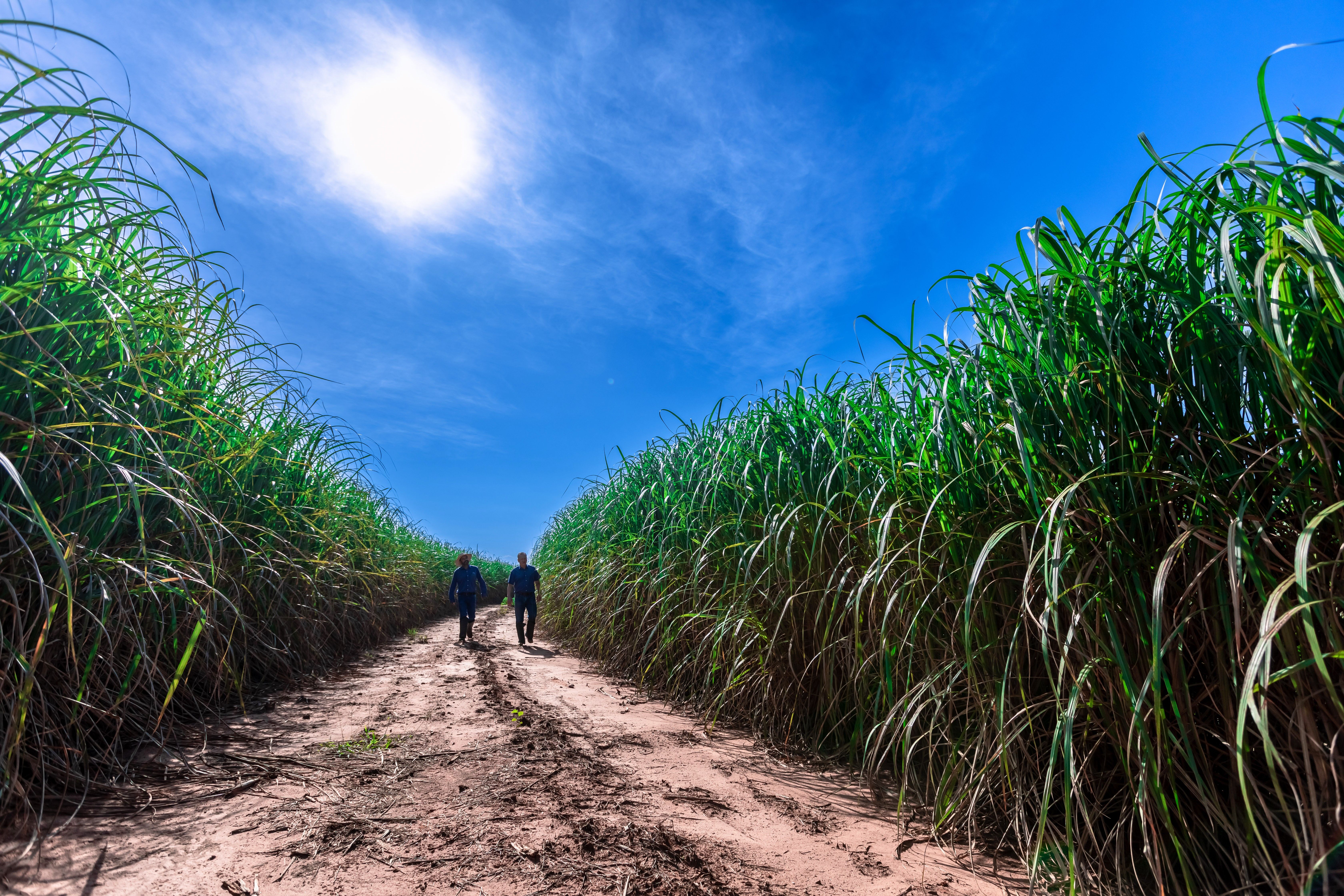 People walking through crops