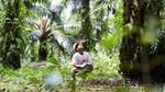 Farmer in an oil palm plantation looking up to the top of one of the trees.
