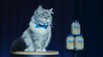 Image of a fluffy cat with a blue bow, star of Hellmann’s Big Game ad, encouraging us all to Make Taste Not Waste.