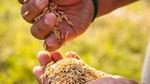 A close-up of hands holding rice grown with methane-reducing practices