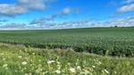 A field of soybean plants in Iowa in the summer