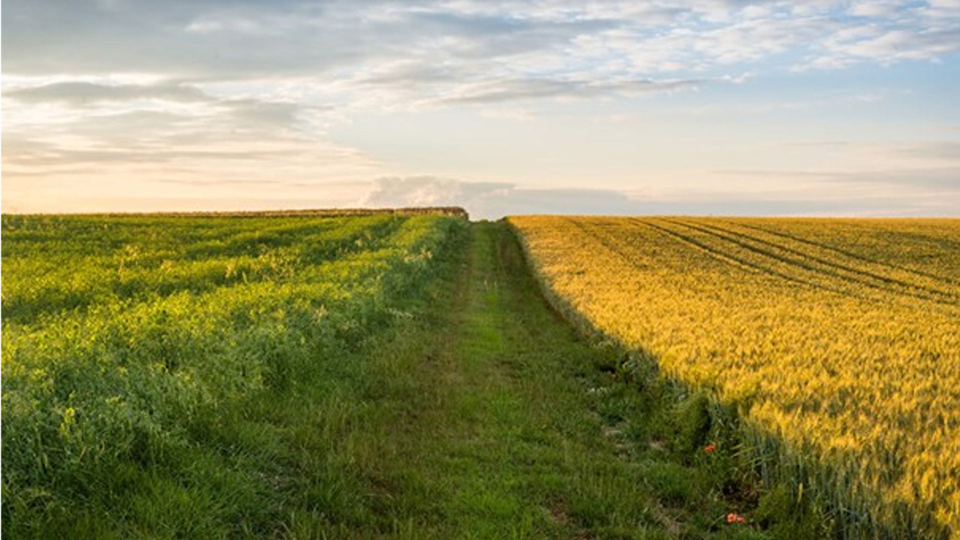 GMOs and Our Family of Brands