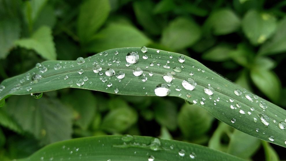 Featured image - Leaf droplets