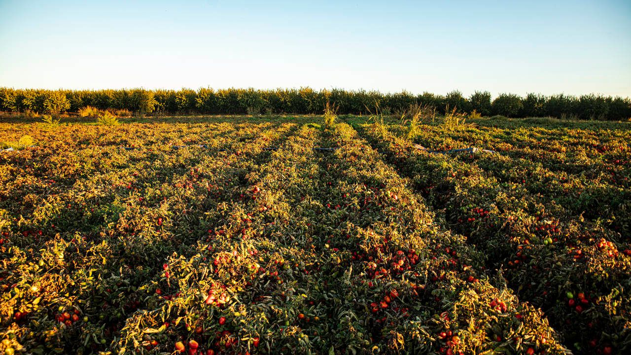 A field of tomato crops in rows.