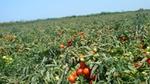One of Knorr’s tomato fields in Gastouni, Greece