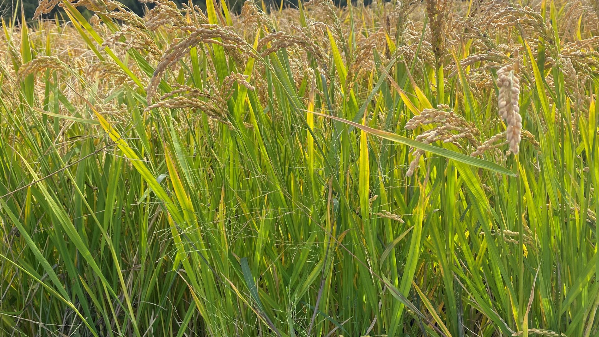 A close-up of tall rice plants against a blue sky