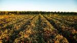 A sunlit field with rows of ripe red tomatoes, surrounded by tall vegetation in the background under a clear blue sky.